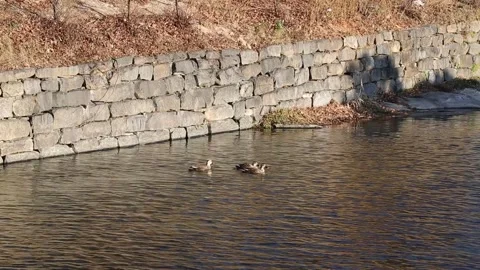 Ducks in the river, ducks in the lake Stock-Footage 310156722