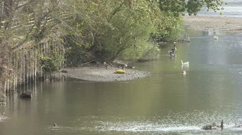 Ducks in the river Entellak Stock Footage 57540635