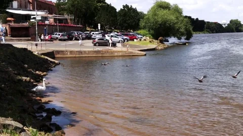 Ducks On RIver Flying Away Stock Footage 70354363