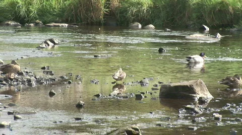 Ducks in a River Stock Footage 264076