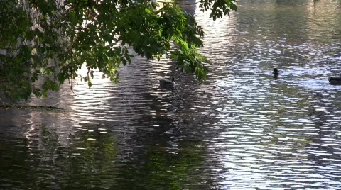 Ducks on a river 스톡 동영상 517522