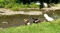 Ducks by river HD Footage