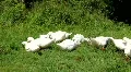 Ducks by river HD Footage