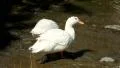 Ducks by river HD Footage