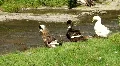 Ducks by river HD Footage