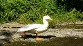 Ducks by river HD Footage