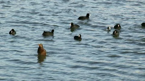 Ducks on the river Video stock 14921033