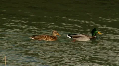 Ducks on the river Stock Footage 14924765