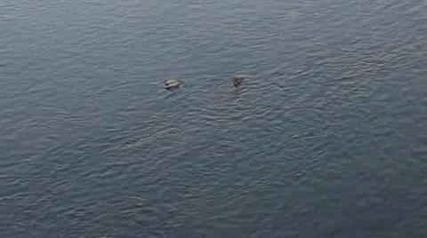 Ducks in the river Stock Footage