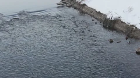 Ducks in the river Stock Footage 18178301