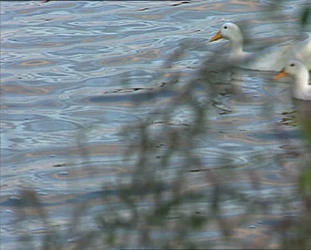 Ducks in a river Stock-Footage 22688402