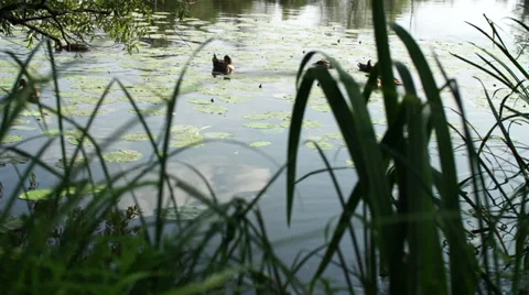 Ducks on the river. Stock Footage 36215514