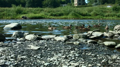Ducks by a river Stock Footage 40427972