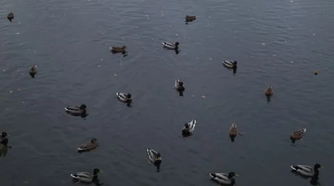 Ducks in the river Stock Footage 46198264