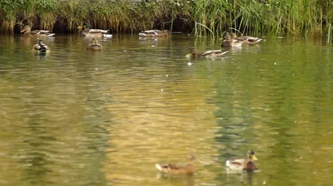 Ducks on the River Video stock 67953049