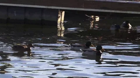 Ducks on the river Stock Footage 69183563