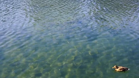 Ducks on river Stock Footage 73070214