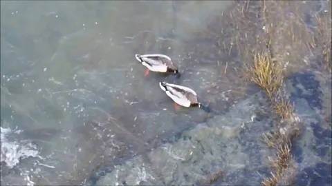 Ducks in the river Stock Footage
