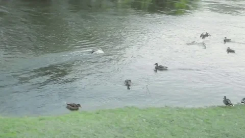 Ducks in River Stock Footage 78766903
