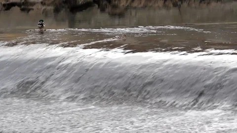 Ducks on the river Video stock 91921022