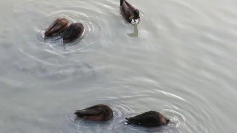 Ducks on the river Stock Footage 94701401