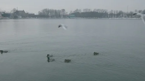 Ducks on the river Stock-Footage 94722453