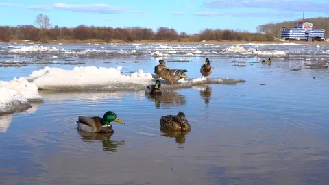 Ducks in the river Stock Footage 107142718
