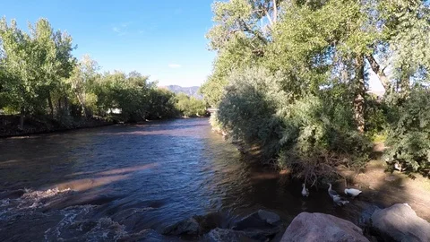 Ducks in the River Stock Footage 110997603