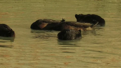 Ducks on the river Stock Footage 117099699