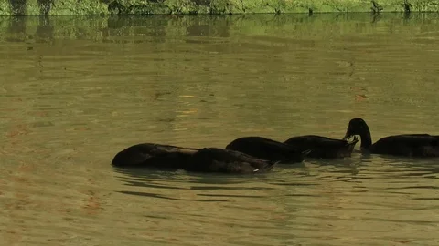 Ducks on the river Stock Footage 117099714