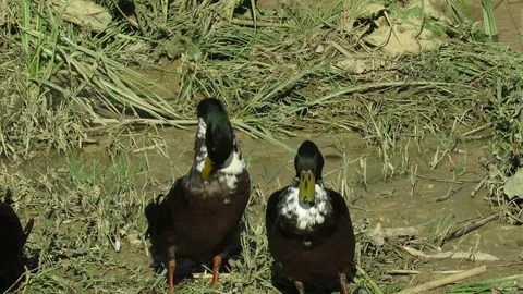 Ducks on the river Stock Footage 117099835