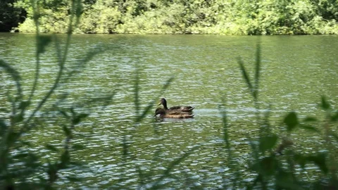 Ducks on a river Stock Footage 121311571