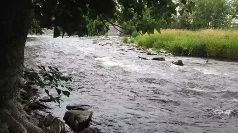 Ducks in the river Stock Footage 135770874