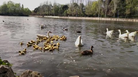 Ducks in a river Stock Footage 151505857