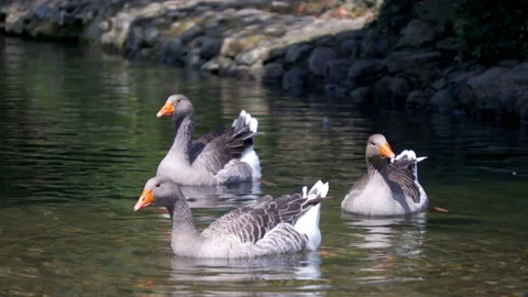 DUCKS IN THE RIVER Video stock 160628671
