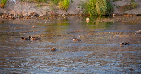 Ducks on a river 스톡 동영상 161911214