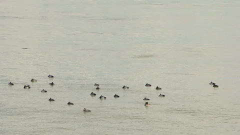 Ducks on the River Video stock 162589457