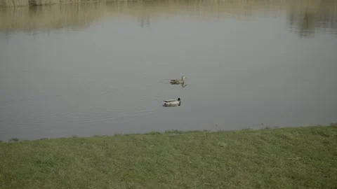 Ducks On A River Stock Footage 203917754