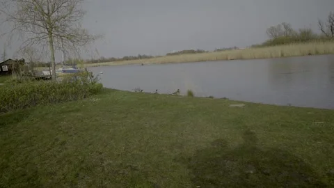 Ducks In A River Stock Footage 203917788