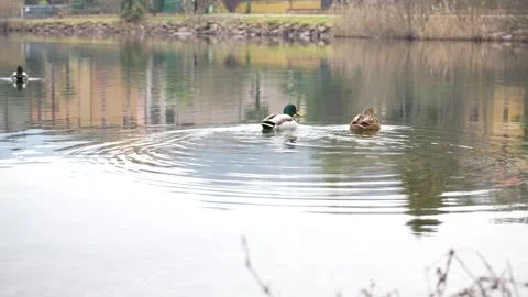 Ducks in the river Stock Footage 232945415