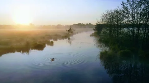 Ducks on the river Stock Footage 242816509
