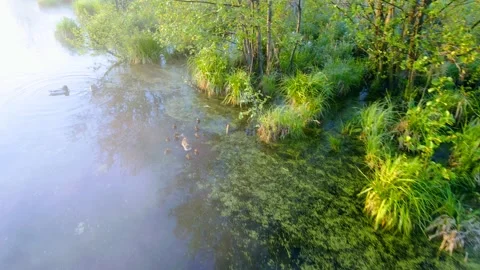 Ducks on the river Stock Footage 242816676