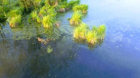 Ducks on the river Stock Footage 242816706
