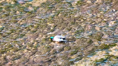 Ducks on River Stock Footage 292330240