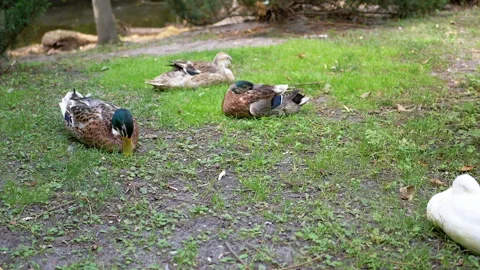 Ducks by the River Stock Footage 293229993