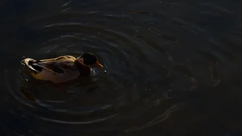 Ducks on a river Stock Footage 297035307