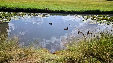 Ducks in river Stock Footage 311482564