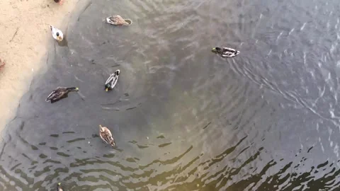 Ducks in a river Video stock 311568982