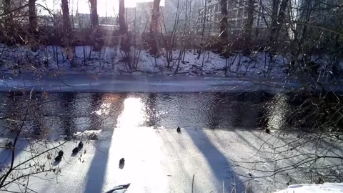 Ducks on the river ice Video stock 132932211