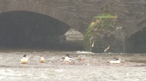 Ducks on River Island Stock Footage 11155591